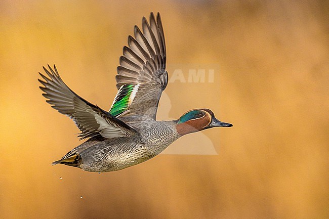 Eurasian Teal (Anas crecca) in Italy. stock-image by Agami/Daniele Occhiato,