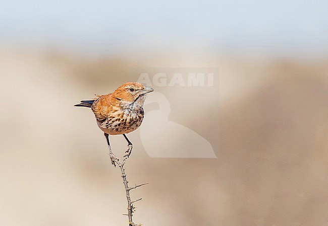 Red Lark (Calendulauda burra) in South Africa. Also known as the ferruginous lark or ferruginous sand-lark. stock-image by Agami/Pete Morris,