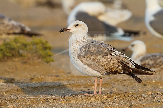 Steppe Gull - Barabamöwe - Larus barabensis, Oman, 1st W stock-image by Agami/Ralph Martin,