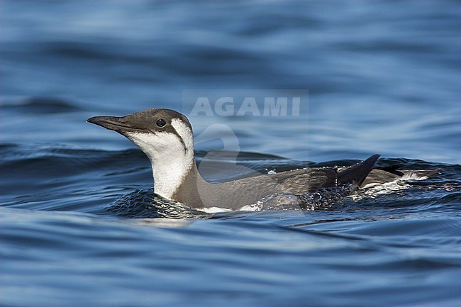 Common Murre (Uria aalge) swimming on the ocean near Victoria, BC, Canada. stock-image by Agami/Glenn Bartley,