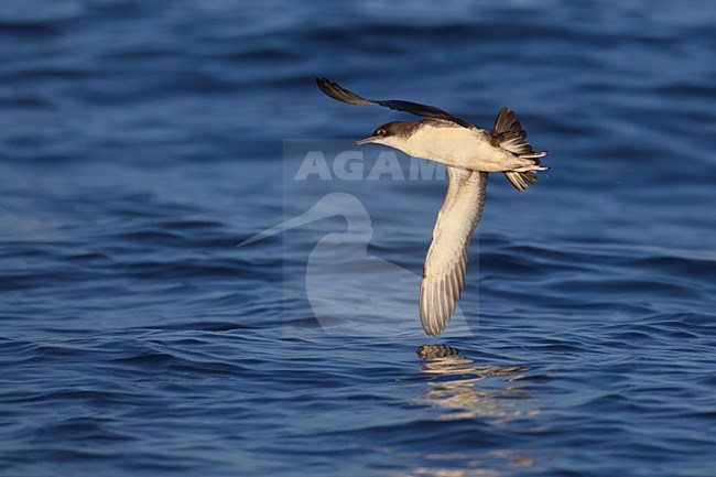 Yelkouanpijlstormvogel in de vlucht; Yelkouan Shearwater in flight stock-image by Agami/Daniele Occhiato,