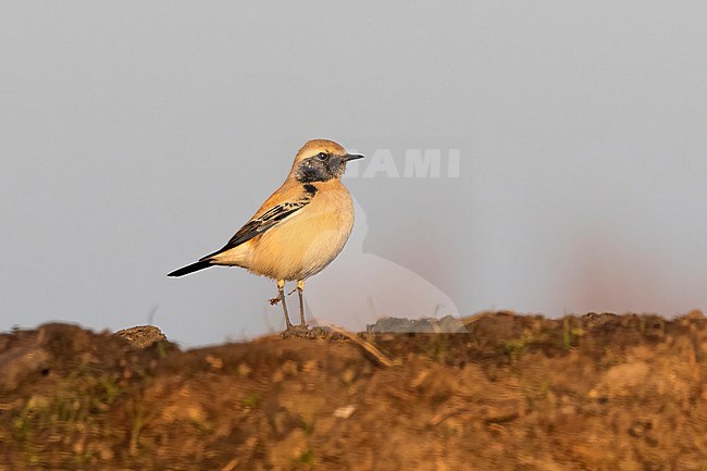 A Desert Wheatear (Oenanthe deserti) is seen in the golden evening light sitting on top of a dirt mount against a clear grey blue sky. stock-image by Agami/Jacob Garvelink,