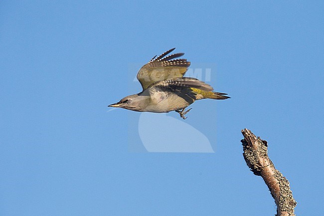 Adult female Grey-headed Woodpecker (Picus canus) taking off from a perch in a forest in Finland. stock-image by Agami/Arto Juvonen,