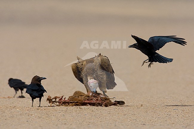 Volwassen Oorgier etend van kadaver; Adult Lappet-faced Vulture eating from dead animal stock-image by Agami/Daniele Occhiato,