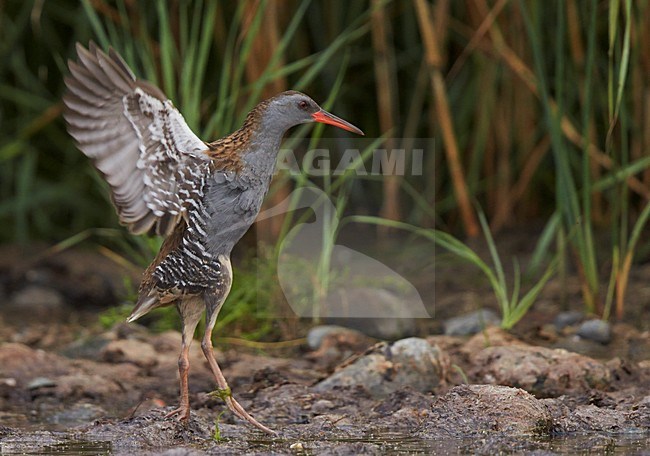 Foeragerende Waterral, Water Rail foraging stock-image by Agami/Markus Varesvuo,