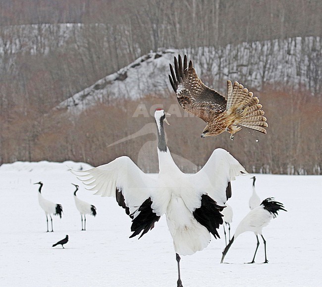 Wintering Red-crowned Crane, Grus japonensis, near Kushiro, Hokkaido, Japan. Chasing a Black-eared Kite, Milvus lineatus, away. stock-image by Agami/Pete Morris,