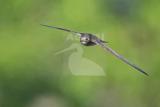 Common Swift (Apus apus) flying agains green background in Bulgaria. stock-image by Agami/Marcel Burkhardt,