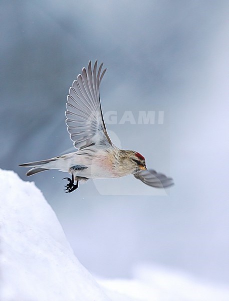 Witstuitbarmsijs, Hoary Redpoll stock-image by Agami/Tomi Muukkonen,