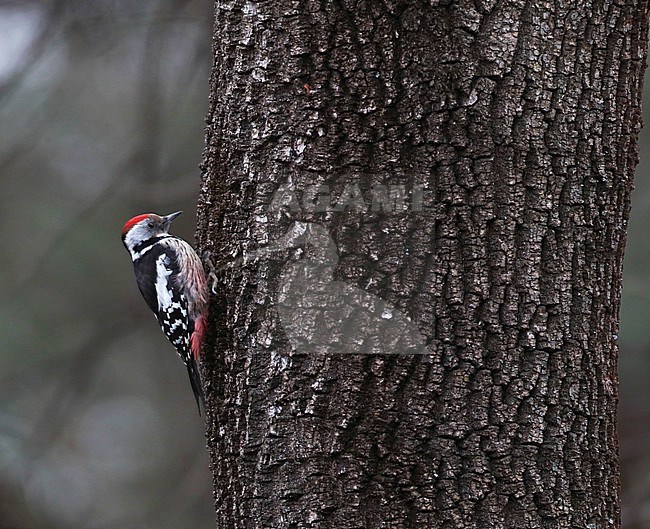 Middle Spotted Woodpecker (Dendrocopos medius) in forest in Bulgaria. stock-image by Agami/Marc Guyt,