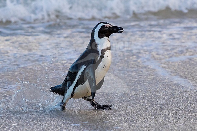 African Penguin (Spheniscus demersus), side view of an adult walking on the shore, Western Cape, South Africa stock-image by Agami/Saverio Gatto,