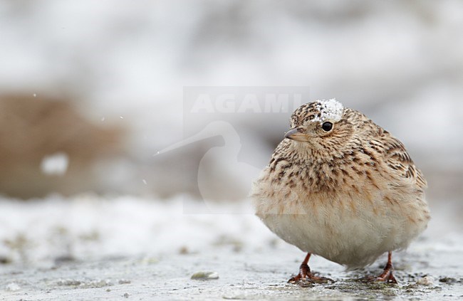 Veldleeuwerik in de sneeuw; Eurasian Skylark in the snow stock-image by Agami/Markus Varesvuo,