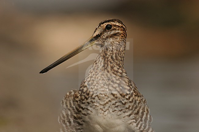 Common Snipe close-up of head Netherlands, Watersnip close-up van kop Nederland stock-image by Agami/Menno van Duijn,