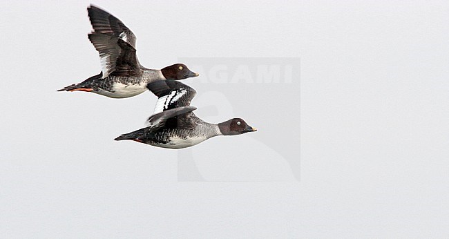 Two female’s Common Goldeneye’s (Bucephala clangula) in flight over inland lake in the Netherlands. stock-image by Agami/Ran Schols,