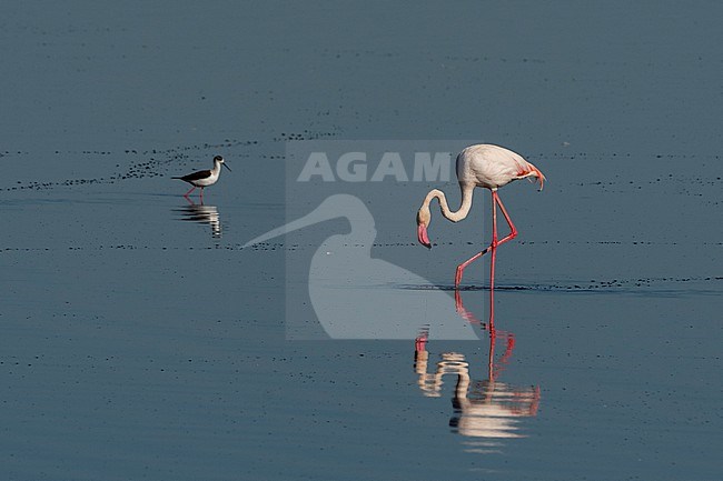 Greater flamingos, Phoenicopterus roseus, feeding in the Lake Ndutu. Ndutu, Ngorongoro Conservation Area, Tanzania. stock-image by Agami/Sergio Pitamitz,