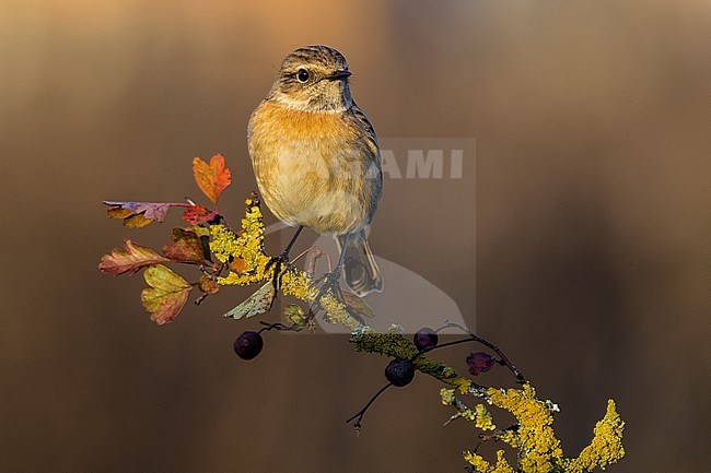 Wintering European Stonechat (Saxicola rubicola) perched on a branch with blue berries stock-image by Agami/Daniele Occhiato,
