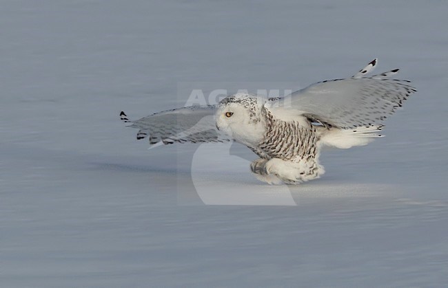 Jagende Sneeuwuil, Snowy Owl hunting stock-image by Agami/David Hemmings,