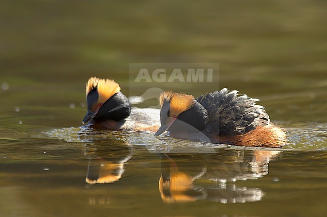 Horned Grebe (Podiceps auritus) stock-image by Agami/Kari Eischer,