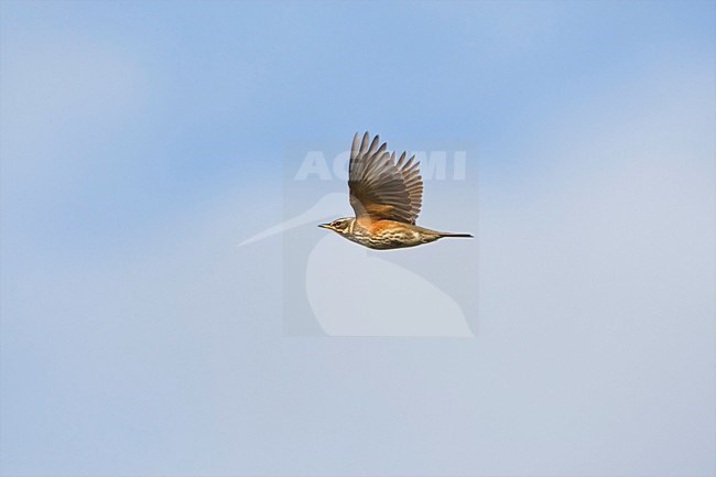 Koperwiek in de vlucht; Redwing in flight stock-image by Agami/Marc Guyt,