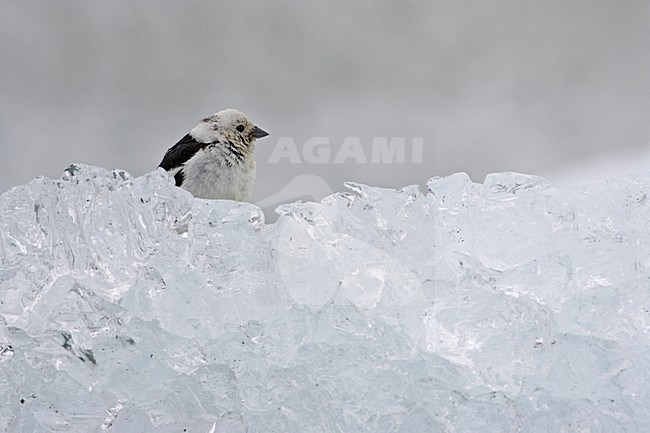 Sneeuwgors in de sneeuw; Snow Bunting in the snow stock-image by Agami/Markus Varesvuo,