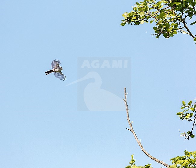 Long-tailed Tit (Aegithalos caudatus) in Almere, Flevopolder in the Netherlands. stock-image by Agami/Marc Guyt,