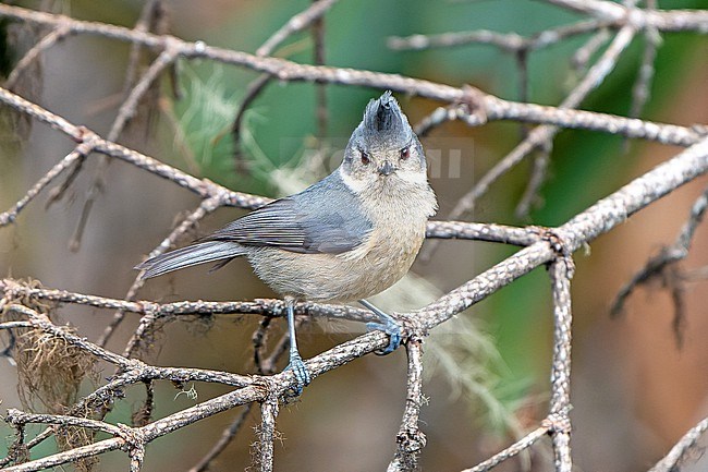 Grey-crested tit (Lophophanes dichrous) in Northeast India. stock-image by Agami/Dani Lopez-Velasco,