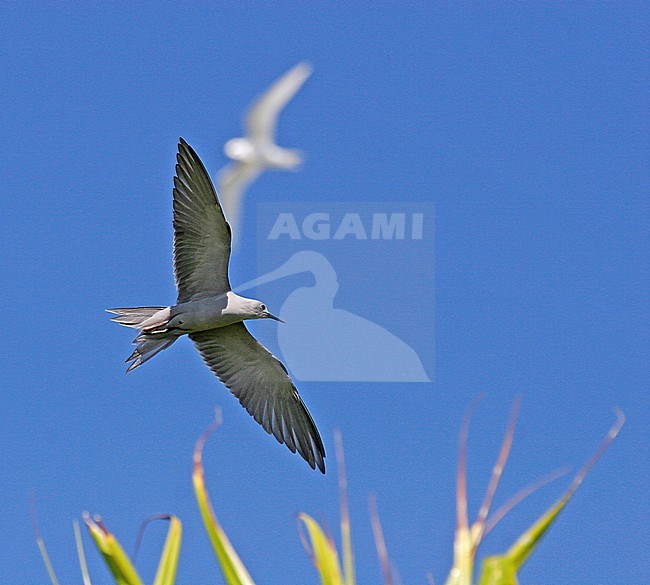 Blue-gray Noddy (Anous ceruleus) in flight over tropical island in Polynesia. stock-image by Agami/Pete Morris,