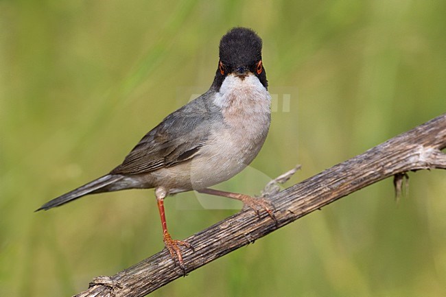 MÃ©nÃ©tries Zwartkop zittend; MÃ©nÃ©tries Warbler perched stock-image by Agami/Daniele Occhiato,