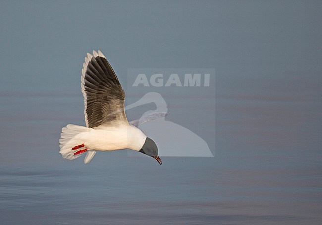 Adult zomer Dwergmeeuw in de vlucht; Adult summer Little Gull in flight stock-image by Agami/Markus Varesvuo,