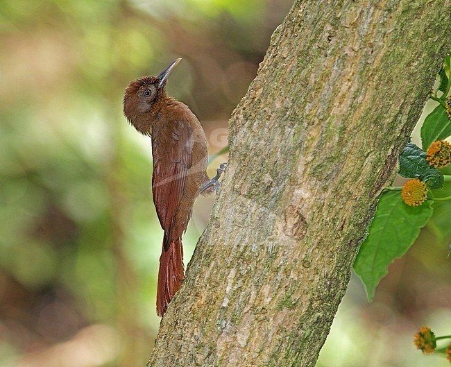 Plain-brown Woodcreeper (Dendrocincla fuliginosa) perched against a tree on the Lesser Antilles. stock-image by Agami/Pete Morris,