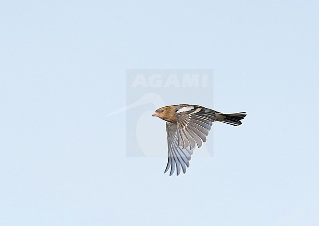 Male Common Chaffinch (Fringilla coelebs) flying, migrating in blue sky, in sideview showing white shoulder patch on upperwing stock-image by Agami/Ran Schols,