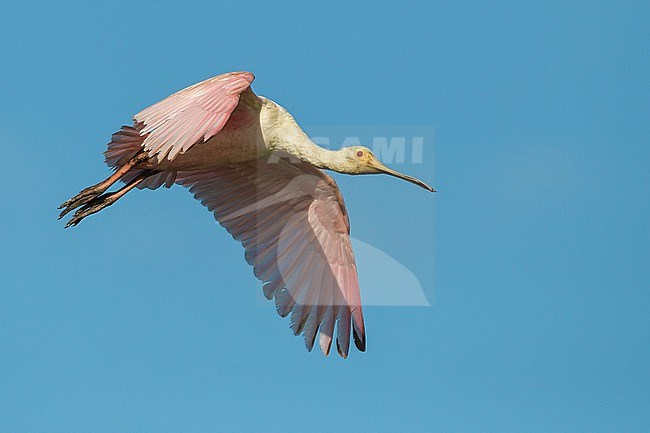 Juvenile
Galveston Co., TX
April 2012 stock-image by Agami/Brian E Small,