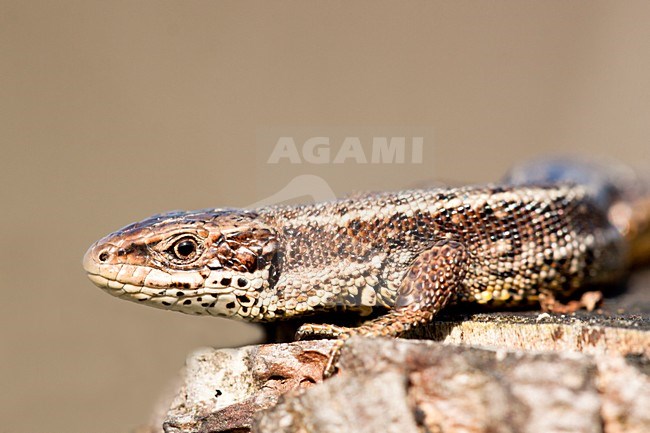 Levendbarende Hagedis; Viviparous Lizard stock-image by Agami/Theo Douma,