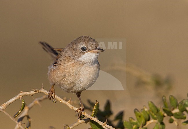 Brilgrasmus; Spectacled Warbler; Sylvia conspicillata ssp. conspicillata, Cyprus, adult female stock-image by Agami/Ralph Martin,