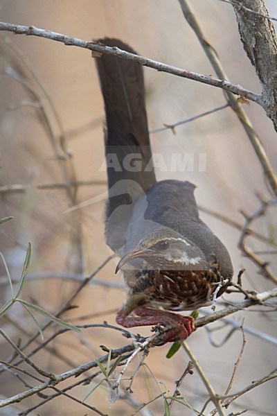 Bensch' monias, Subdesert mesite, Monias benschi stock-image by Agami/Dubi Shapiro,