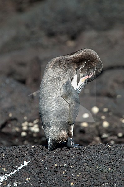 Galapagospinguin poetsend op rotsen; Galapagos Penguin preening on rocks stock-image by Agami/Roy de Haas,