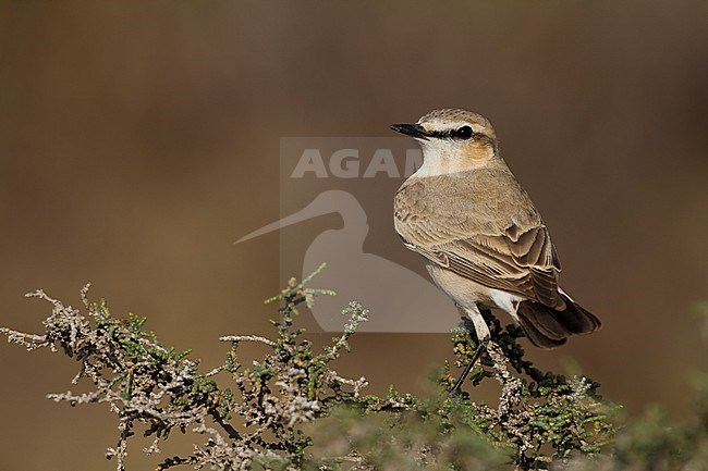 Isabelline Wheatear - Isabellsteinschmätzer - Oenanthe isabellina, Turkey, adult male stock-image by Agami/Ralph Martin,