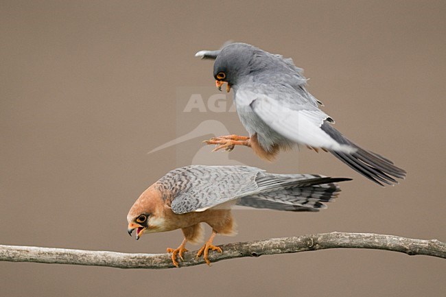 Roodpootvalk parend; Red-footed Falcon mating stock-image by Agami/Bence Mate,