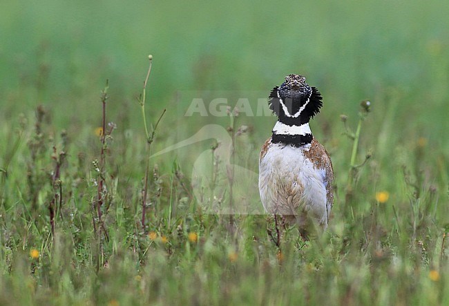  stock-image by Agami/Jacques van der Neut,