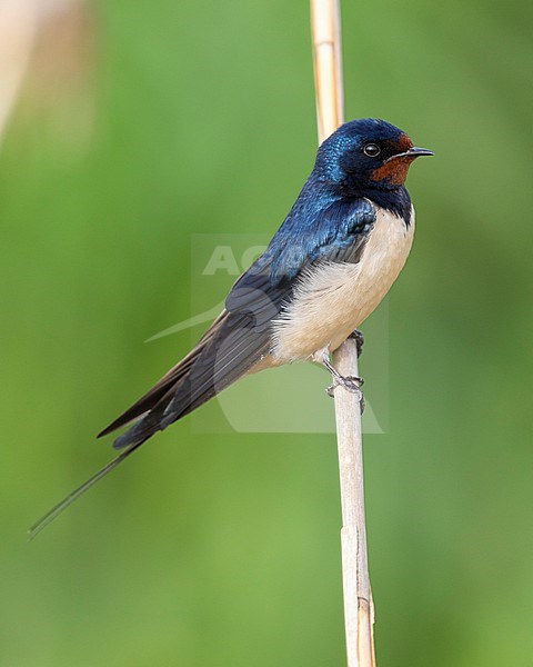 Barn Swallow (Hirundo rustica), side view of an adult perched on a reed, Campania, Italy stock-image by Agami/Saverio Gatto,