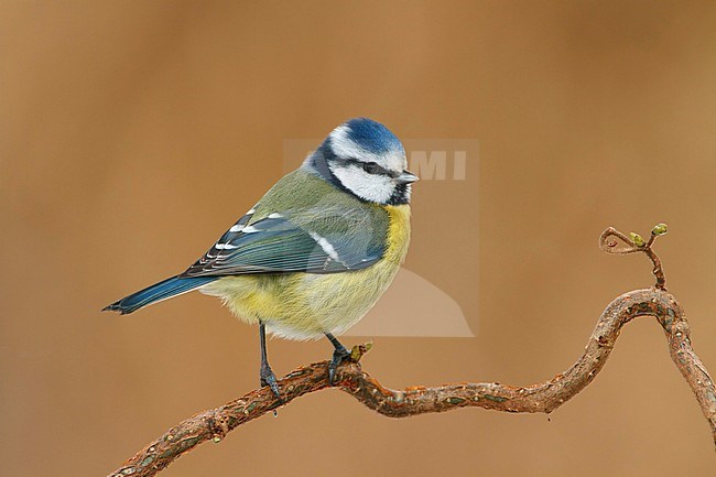 pimpelmees; Blue tit; stock-image by Agami/Walter Soestbergen,
