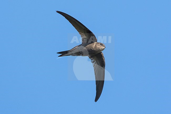 Plain Swift (Apus unicolor) flying against blue sky over the island of Madeira. stock-image by Agami/Marcel Burkhardt,