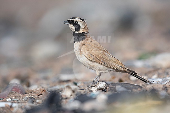 Adult male Temminck's Lark (Eremophila bilopha) in Boumalne Dadès, Morocco. stock-image by Agami/Vincent Legrand,