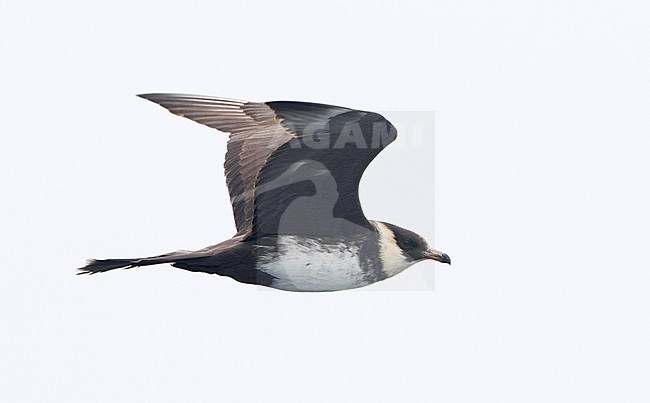 Adult Pomarine Jaeger (Stercorarius pomarinus) flying offshore off the North American coast during late summer. Showing under wings. stock-image by Agami/Brian Sullivan,