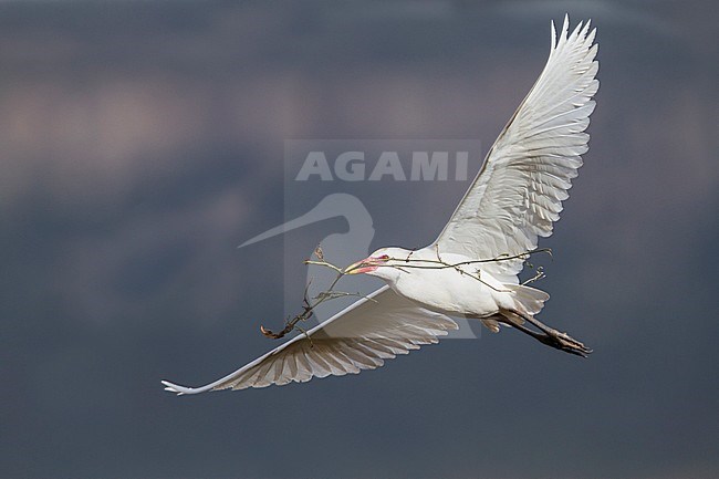 Cattle Egret - Kuhreiher - Bubulcus ibis ssp. ibis, Morocco, adult breeding plumage stock-image by Agami/Ralph Martin,