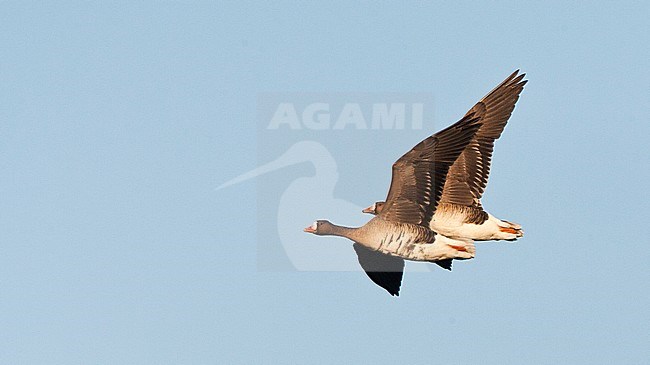 Overwinterende groep Kolganzen; Wintering flock of White-fronted Geese (Anser albifrons) on Texel, Netherlands. stock-image by Agami/Marc Guyt,