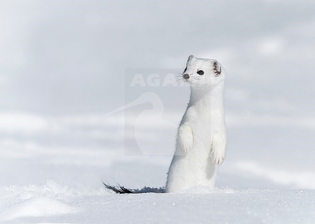 Stoat in the snow, Hermelijn tin de sneeuw stock-image by Agami/Alain Ghignone,