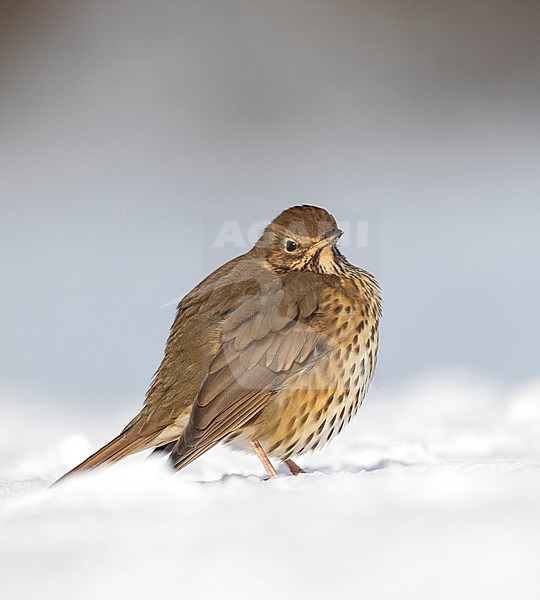 Song Thrush (Turdus philomelos) wintering in Katwijk, Netherlands. Standing in the snow. stock-image by Agami/Marc Guyt,