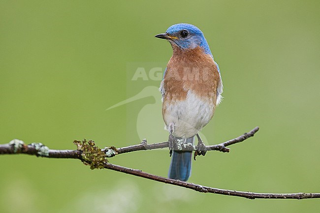 Adult male
New Haven Co., CT
June 2006 stock-image by Agami/Brian E Small,