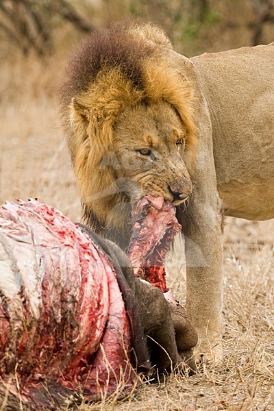 Mannetje Afrikaanse Leeuw etend van prooi; Male African Lion feeding on prey stock-image by Agami/Marc Guyt,