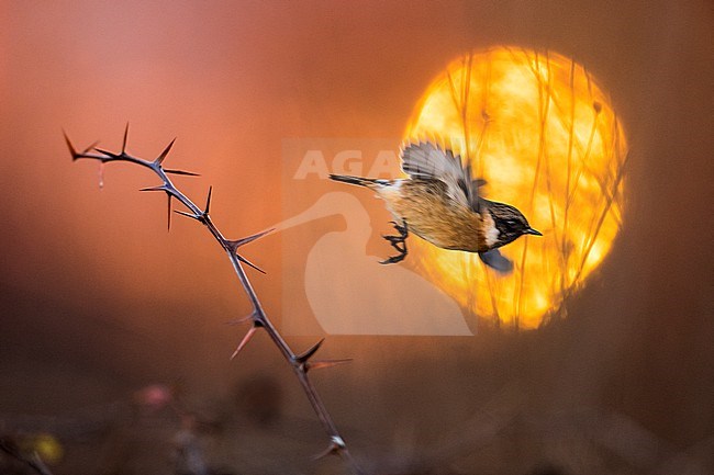 Male European Stonechat (Saxicola rubicola) in Italy. stock-image by Agami/Daniele Occhiato,